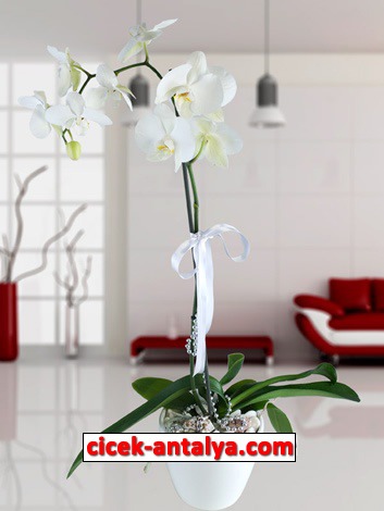 beyaz-phalaenopsis-orkide