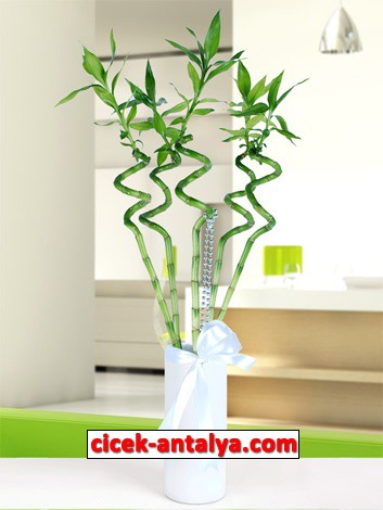 beyaz-venedik-vazoda-sans-bambulari