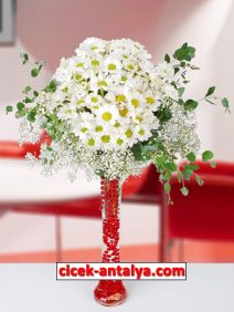 VAZOPAPATYALAR ÜRÜN KODU CV51