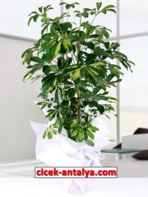 SCHEFFLERA SAKSI  ÜRÜN KODU SK09