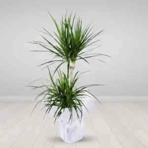 DRACENA MARGİNATA SK03