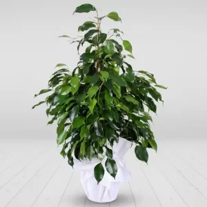 DRACENA MARGİNATA SK07
