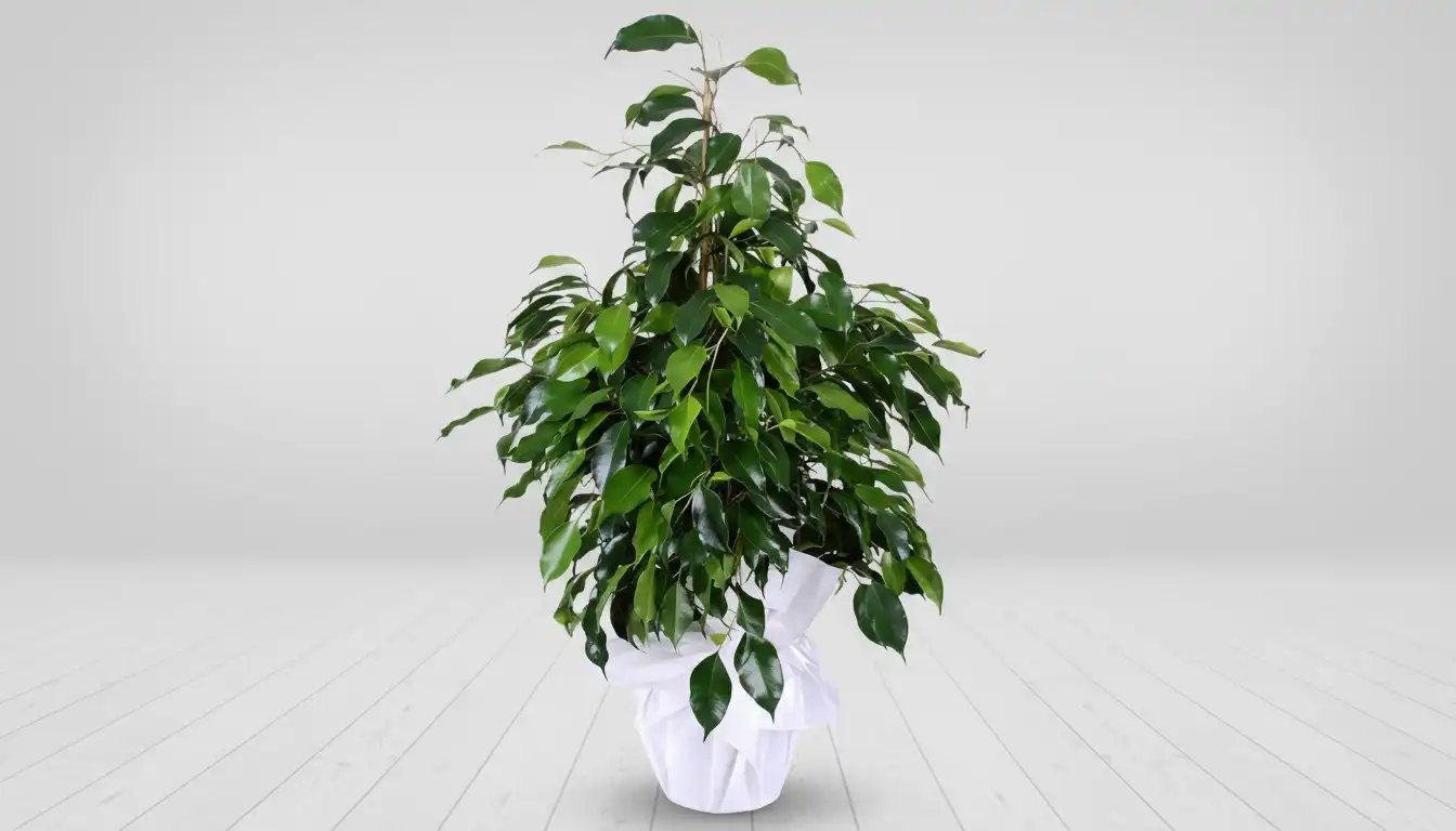FICUS BENJAMIN SAKSI URUN KODU SK07