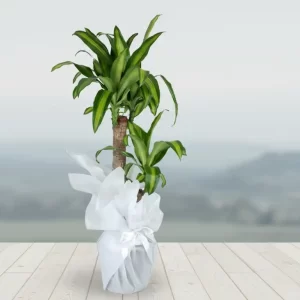 İKİLİ DRACENA MASSENGENA SK02