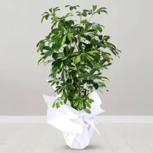 SCHEFFLERA SK09