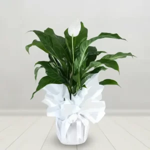 SPATHİPHYLLUM SK01